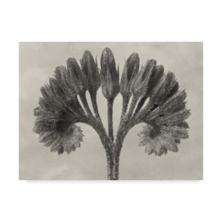 Karl Blossfeldt 'Ua Ch Blossfeldt Botanical Vii' Canvas Art,14x19